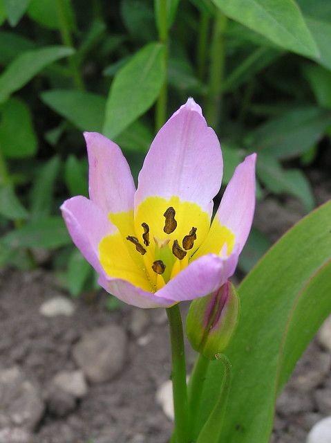 Tulipa saxtalis