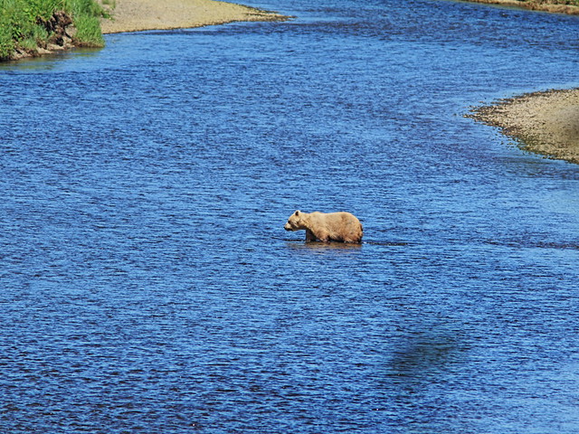 Coastal Brown Bear cub 3-20140616
