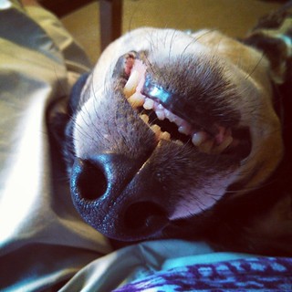 Happy, smiling, upside down lap dog...aka Tut #dogstagram #instadog #coonhoundmix #smile #happydog #smiling