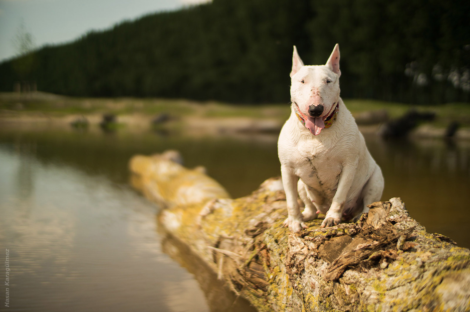 are bull terriers gassy