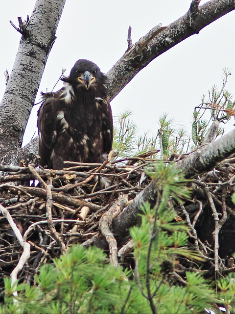 Bald Eagle juvenile 3-20140705