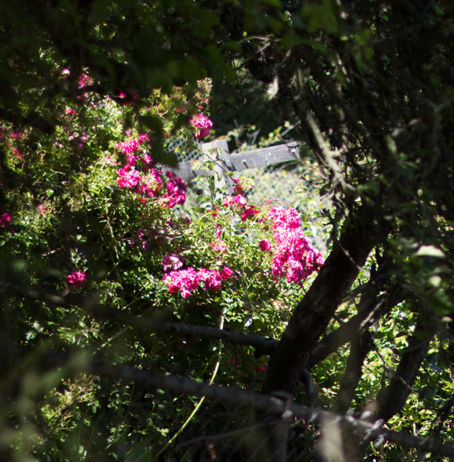 pink roses peeking through the trees