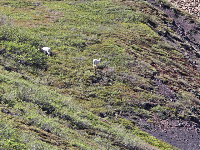 Dall Sheep - Rams 20140622