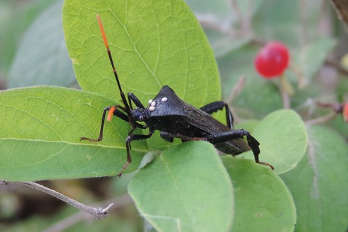 Acanthocephala terminalis- leaf footed bug