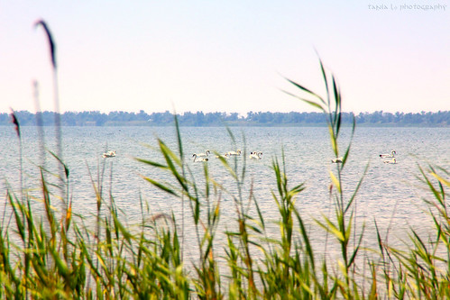 bird reed nature water birds cane landscape bay swan gulf russia horizon swans bulrush