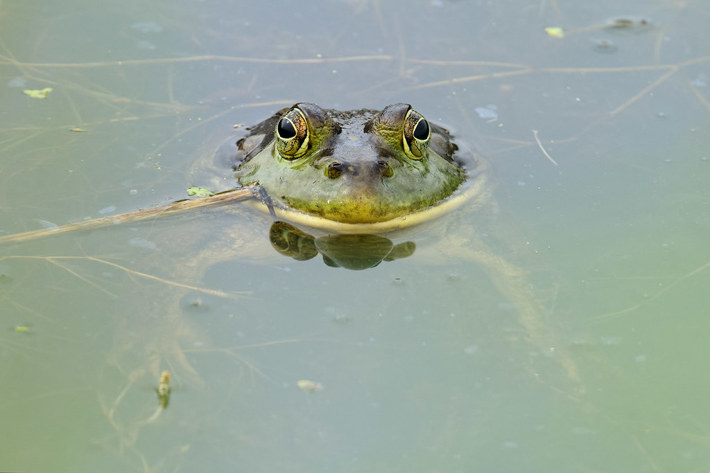 A male bullfrog floats in the water