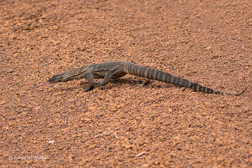 goanna lizard reptiles wild nature fauna wildlife monitorlizard duncan southaustralia australia au