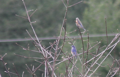bird birdsofwashington washingtonbirds bluebird westernbluebird sialiamexicana