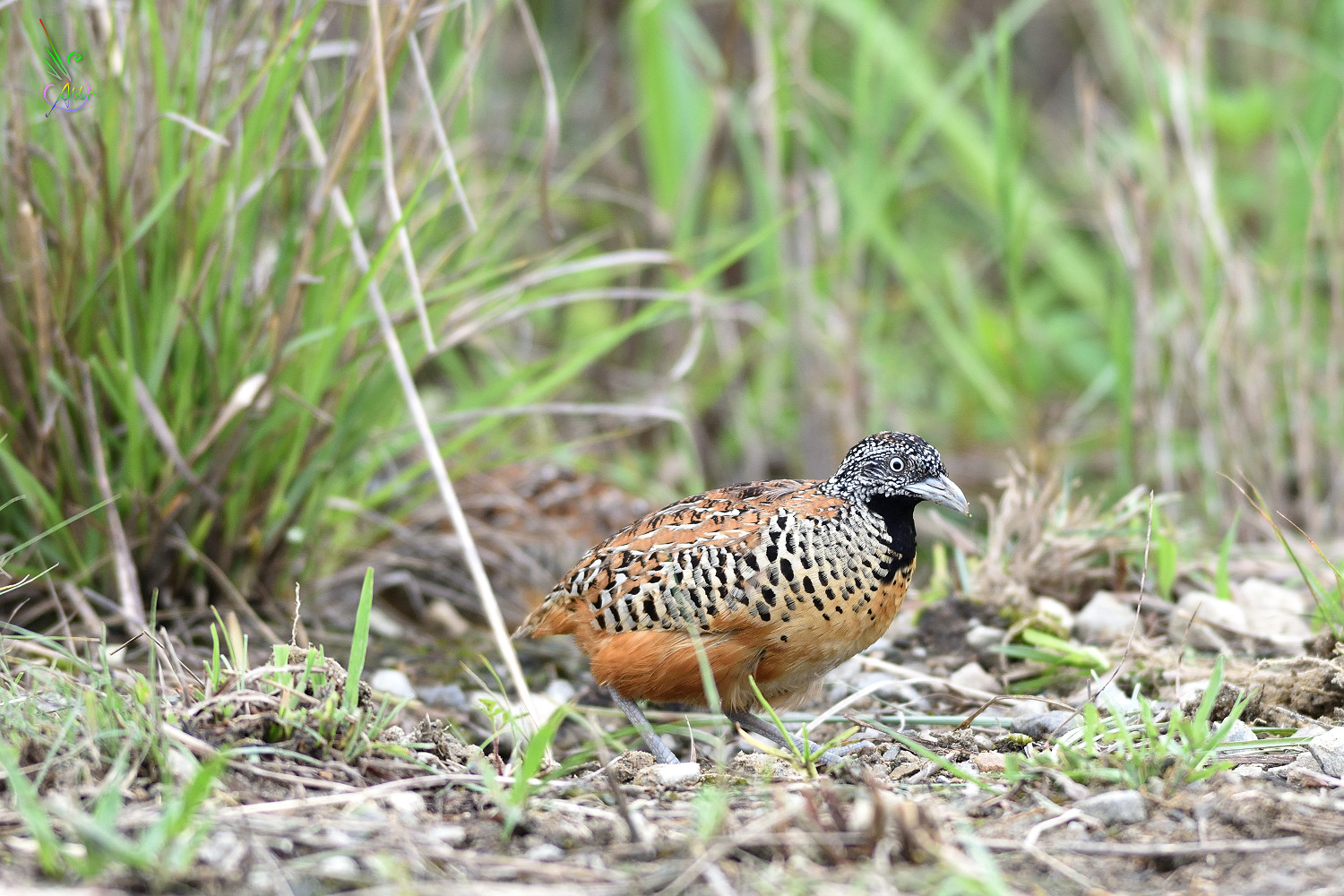 Barred_Buttonquail_3358