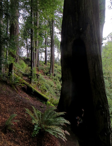 oregon redwoods siskiyounationalforest redwoodnaturetrail