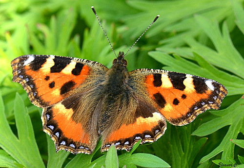 uk butterfly smalltortoiseshell stanmore canonspark nikond7100 april2014