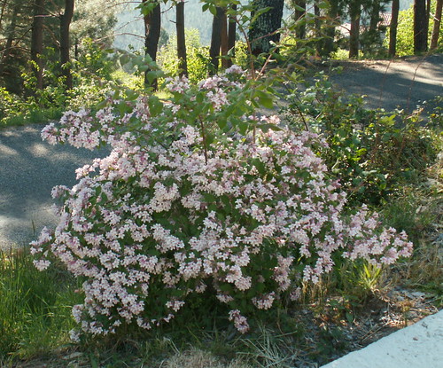 Kolkwitzia amabilis 'Pink Cloud'