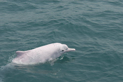 台灣西岸的這群白海豚，基因表現與中國廣東、香港一帶明顯不同，IUCN承認其獨特性，列為極度瀕絕。（圖片來源：林務局）