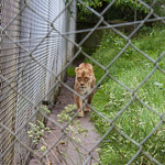 Lioness at Dartmoor Zoo