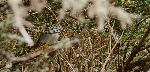 bird birds island novascotia easternshore greenisland avian shorebirds smallisland guysborough guysboroughcounty migratorybirds importantbirdarea countryisland