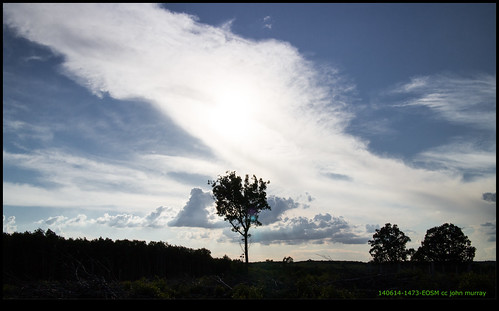 trees sky france clouds eurotrip lonetree 2014 poitoucharentes vieuxruffec