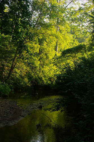 trees creek forest river woods stream backlit albemarlecountyva stocktoncreek tokinafx2035mmf3545