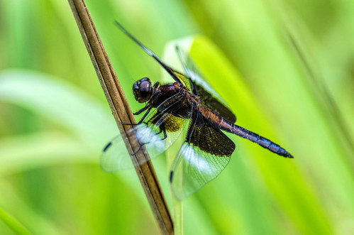 summer nature bug insect newjersey nikon dragonfly damselfly palmyra widowskimmer palmyracovenaturepark