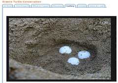 赤蠵龜的卵，圖片來源： Frontier官網