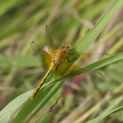 odonata libellulidae anisoptera sympetrum