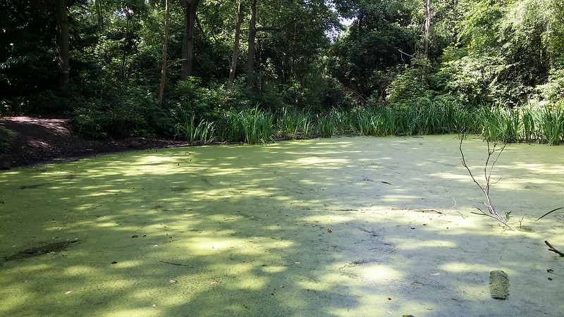Yet another woodland pond - Harrow Weald Common #LondonLOOP #sh