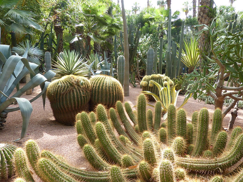Cactuses in Majorelle Garden, Marrakesh