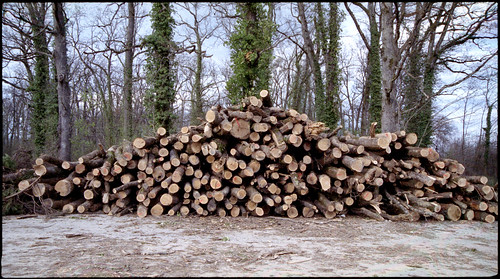 wood trees forest landscape spring fuji minolta widescreen croatia pile vectis fujifilm 169 aps advantix 400asa 2014 c41 nexia 22mm colornegative devastated apsfilm vectiss1 camera:brand=minolta spring2014 developer:name=c41 minoltavlens2280mm142256 fujifilmnexiaadvantix400aps fujifilmnexiaadvantix400 camera:name=vectiss1