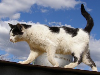 Walking Cat on Roof