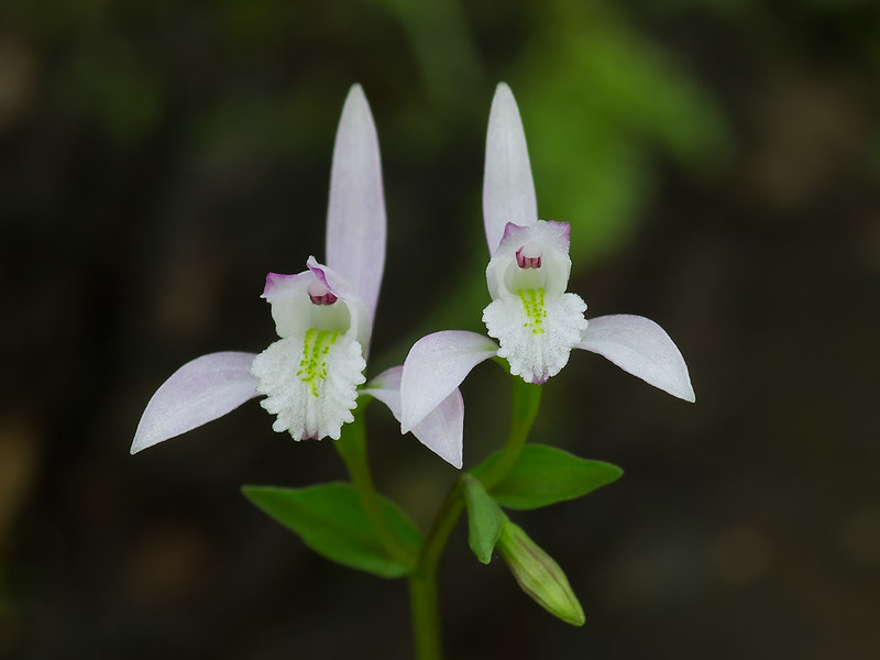 Three-birds orchid