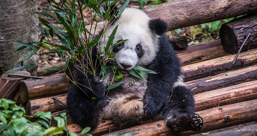 2016 china chongqing cropped nikon nikond750 nikonfx tedmcgrath tedsphotos vignetting chongqingchina chongqingzoo panda greatpanda zoo animal cute eating logs