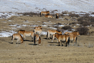 Wildlife Of Mongolia