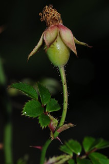 監測高山植物開花結果物候，監測氣候變遷。圖為高山薔薇。攝影：曾彥學。
