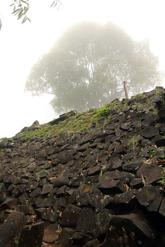 tree indonesia gunung padang cianjur jawabarat megalithicsite ancientruin gunungpadang