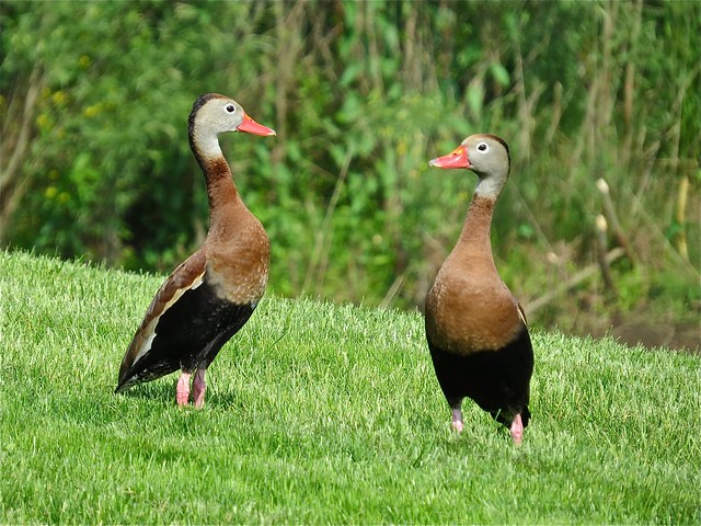 Black-bellied Whistling Ducks in Yorkville, IL