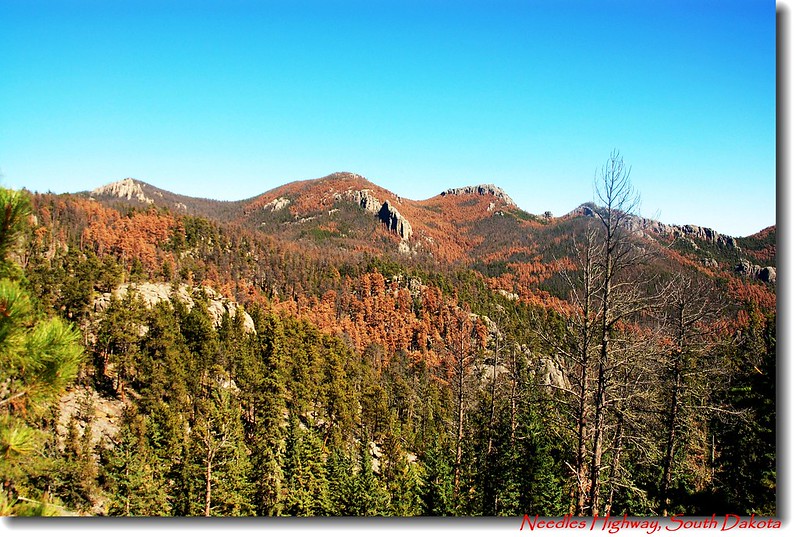 Discolored trees indicate those damaged by mountain pine beetles