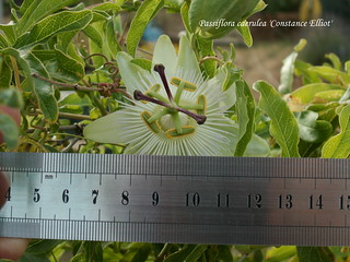 Passiflora caerulea 'Constance Elliot'