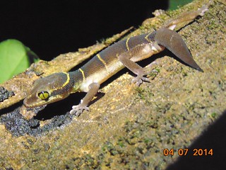 भूचर पाल (ग्राउंड गेको Ground Gecko Geckoella dekkanensis)
