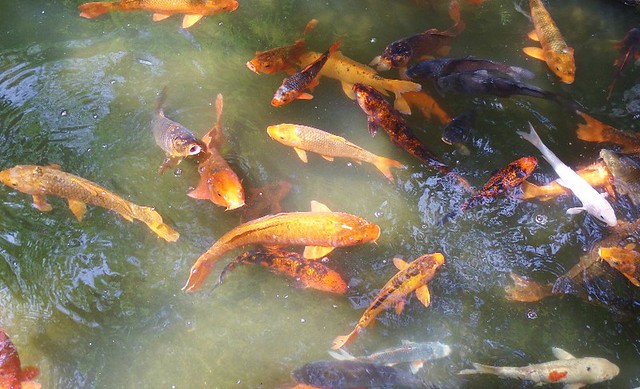 Fish at Nishiarai Daishi temple