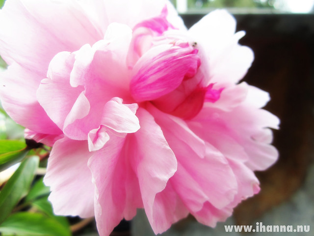 50 shades of Pink #pinkflowermission photos by iHanna