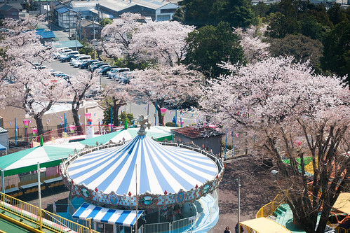 japan sakura hitachi ibaraki 櫻花 carousels 旋轉木馬 茨城県 日立市 かみね公園 kaminepark 神峰公園