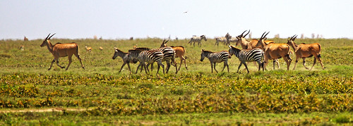 tanzania serengeti