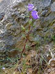 Pyrenean Bellflower (Campanula speciosa) - Photo of Avène