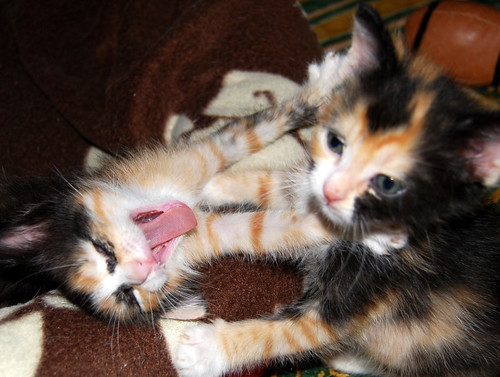 Kitty, exótica gatita tricolor de pelo semilargo, nacida en Abril´14, en adopción. Valencia. ADOPTADA. 14077646149_15c6669c9a
