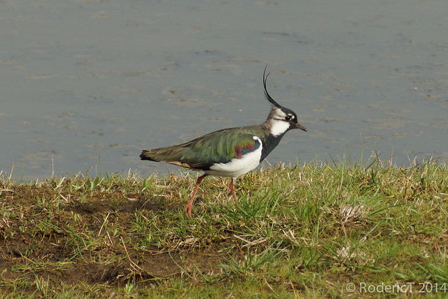 140429-DSC06507 Lapwing Upton Warren Worcestershire.jpg