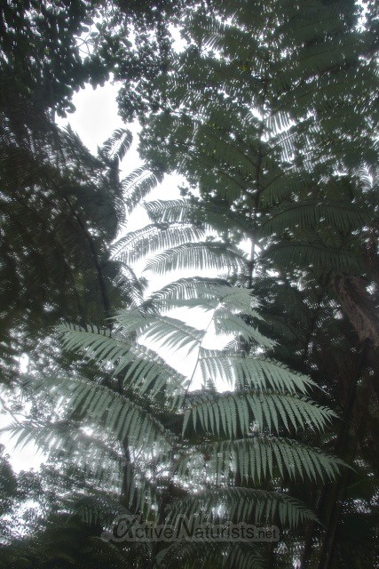 plants 0000 Ka-hau-a-Le'a tree fern trail, Hawaii, USA