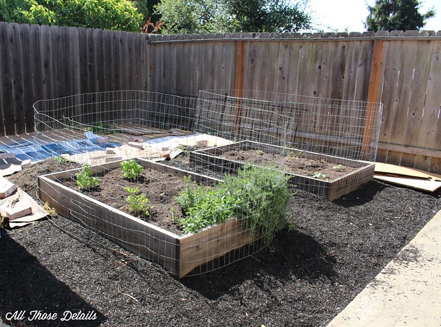 Old Raised Beds