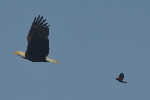 Bald eagle and red-winged blackbird
