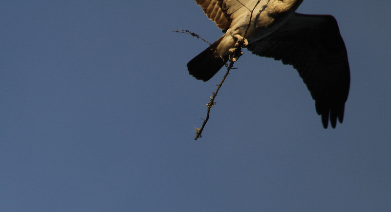 nest building osprey