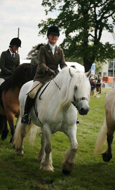 Ridden Highland Ponies