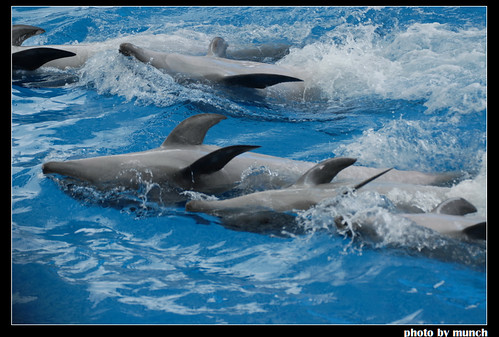 海豚表演，圖片來源：Munch